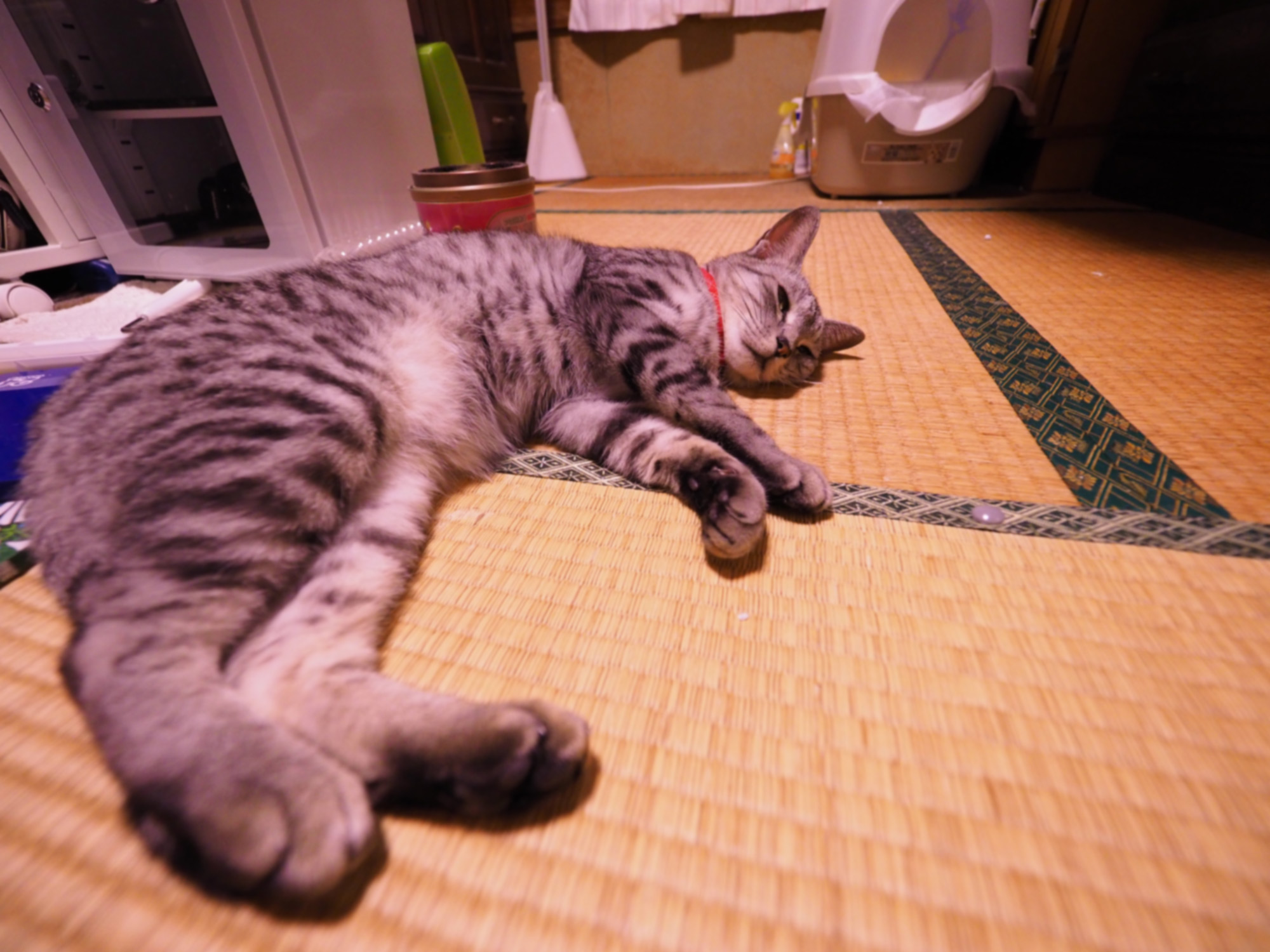 だらける しまとら日和