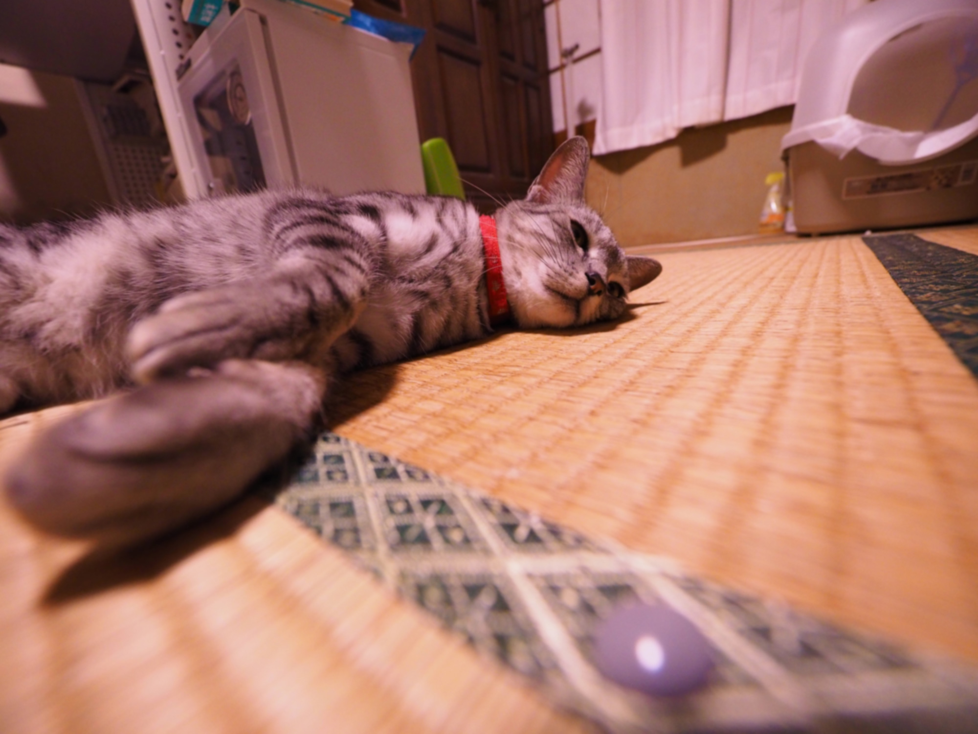 だらける しまとら日和