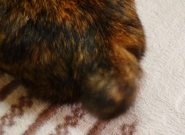 悲劇のヒロインタイプ?新猫わび_b0166128_1121736.jpg