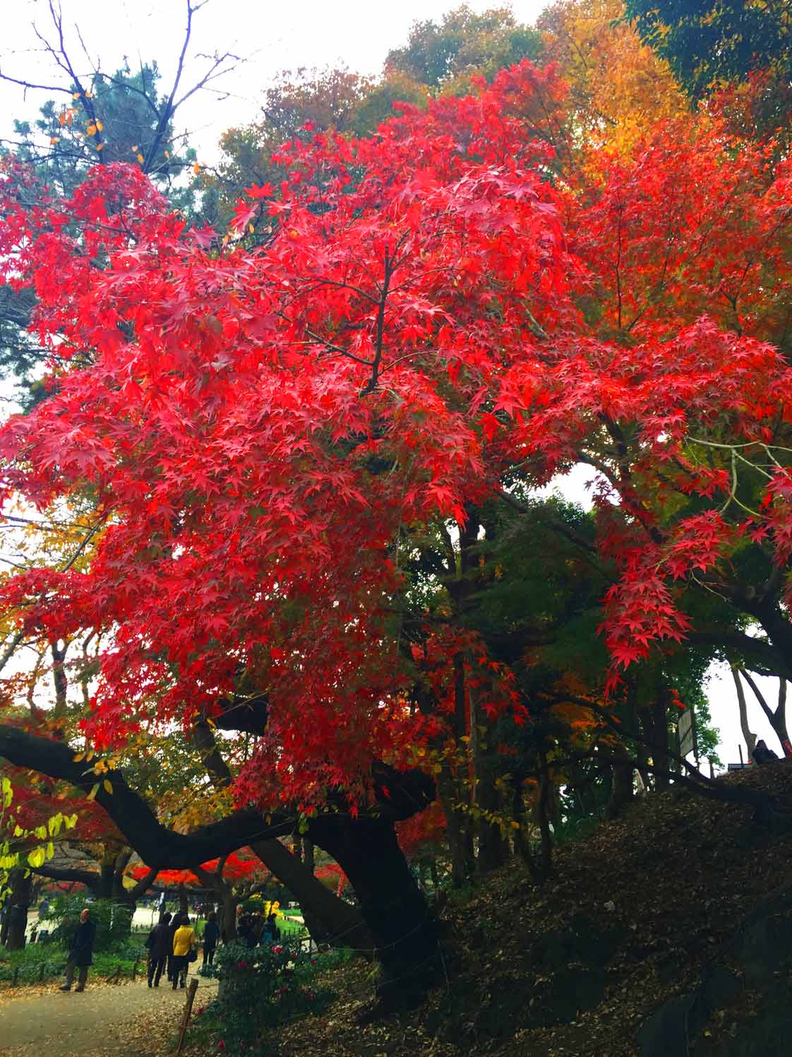 素盞雄神社の銀杏_c0197940_19375981.jpg