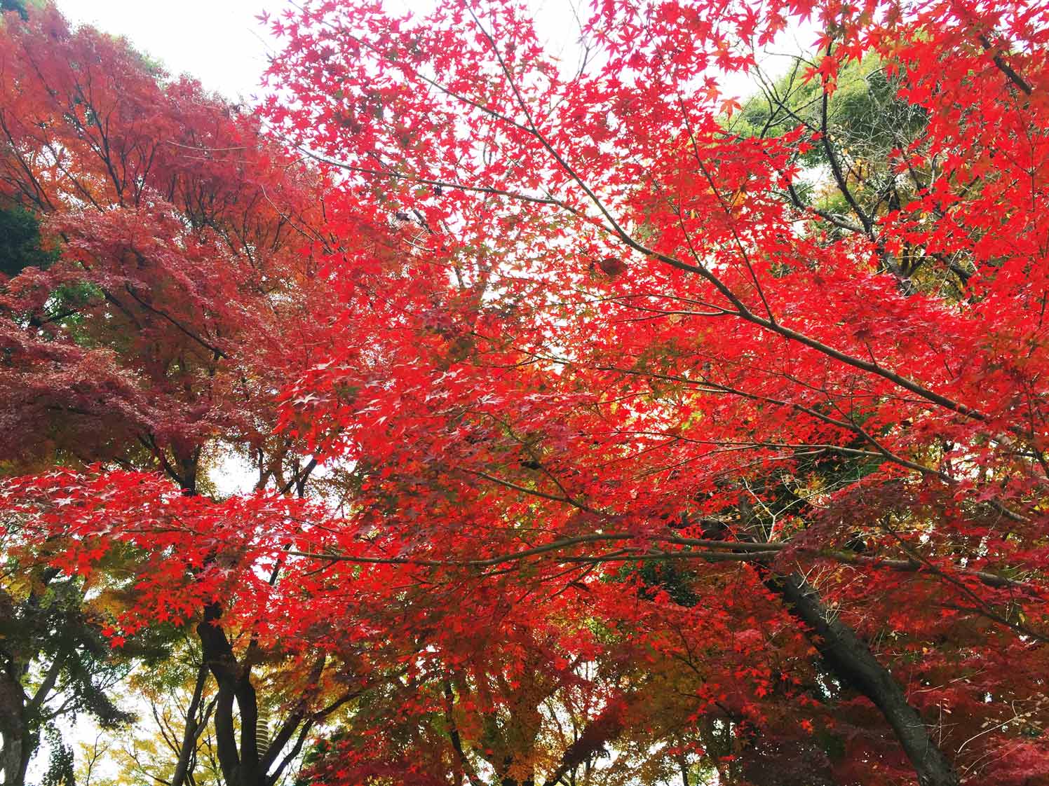 素盞雄神社の銀杏_c0197940_19382845.jpg