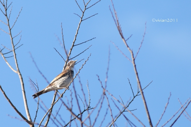 那須烏山　那珂川周辺は野鳥の楽園_e0227942_19073573.jpg