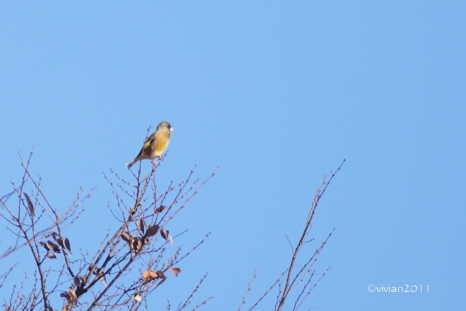 那須烏山　那珂川周辺は野鳥の楽園_e0227942_19081588.jpg