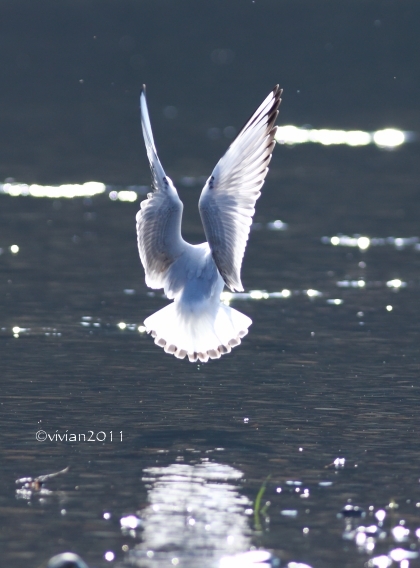 那須烏山　那珂川周辺は野鳥の楽園_e0227942_19220979.jpg