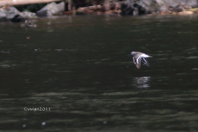 那須烏山 那珂川周辺は野鳥の楽園_e0227942_19273535.jpg