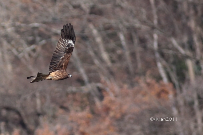 那須烏山　那珂川周辺は野鳥の楽園_e0227942_19293629.jpg