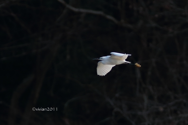 那須烏山　那珂川周辺は野鳥の楽園_e0227942_19303576.jpg