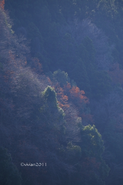 那須烏山 那珂川周辺は野鳥の楽園_e0227942_19373229.jpg