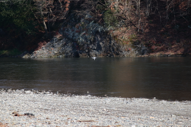 那須烏山 那珂川周辺は野鳥の楽園_e0227942_19434327.jpg