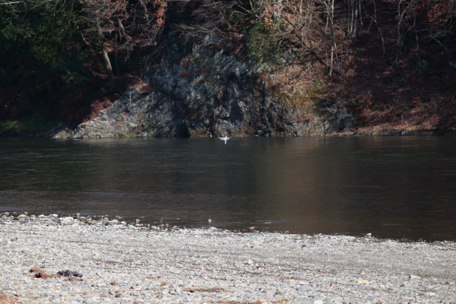 那須烏山　那珂川周辺は野鳥の楽園_e0227942_19434327.jpg