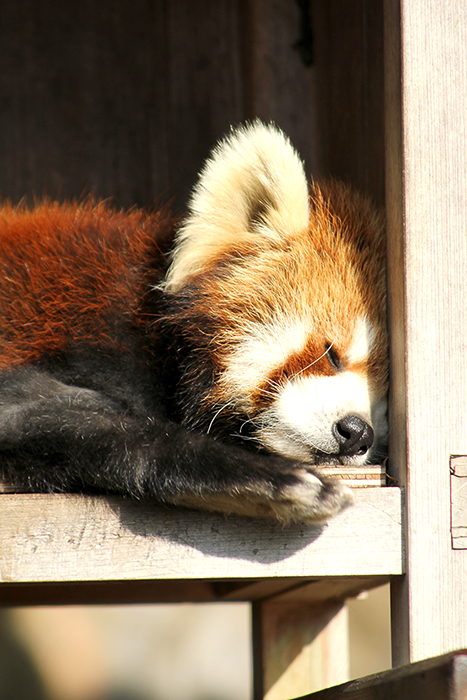 野毛山動物園編_b0049843_2119696.jpg