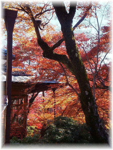 秋の京都_e0262444_08565749.jpg