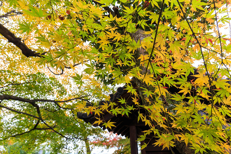 京都の紅葉2015・仁和寺の彩（あや）_f0155048_0222431.jpg