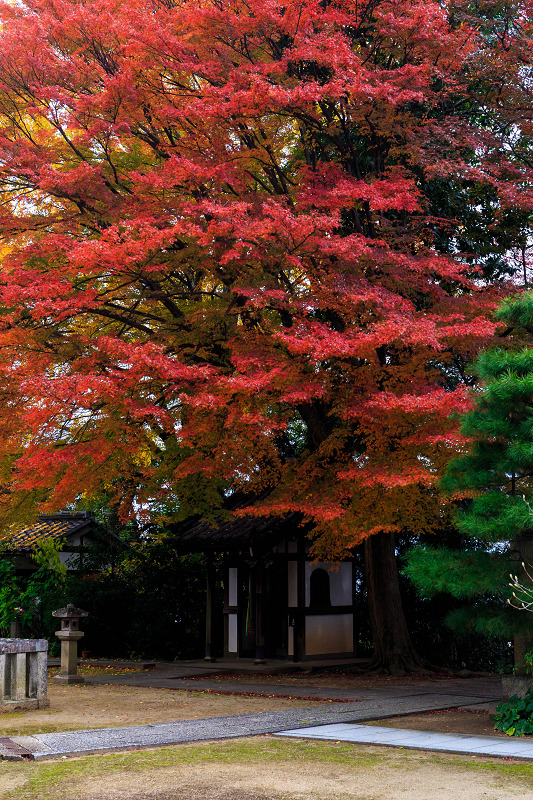 京都の紅葉2015・晩秋の山崎聖天_f0155048_22445454.jpg