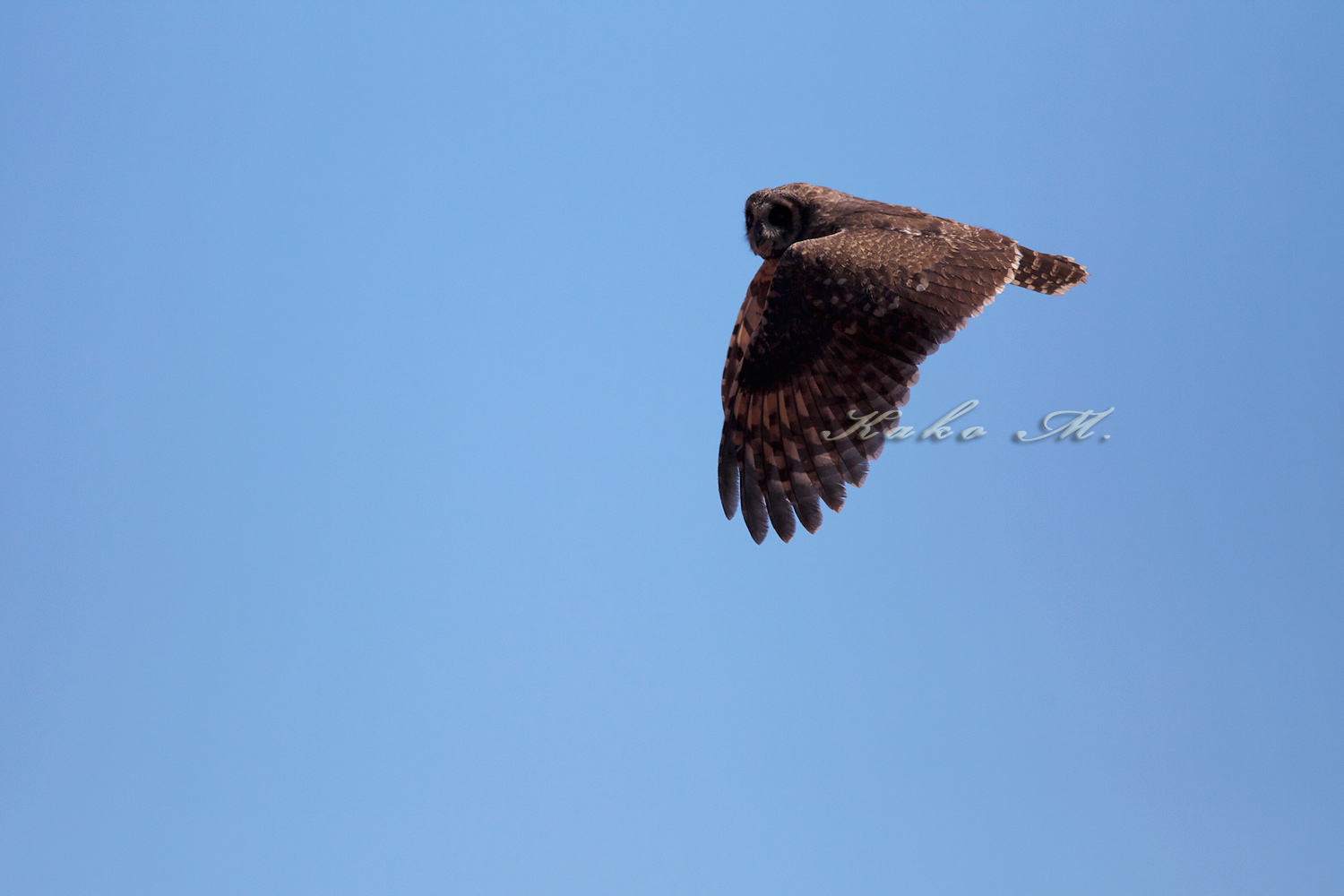 アフリカコミミズク　Marsh Owl　_d0013455_19412982.jpg