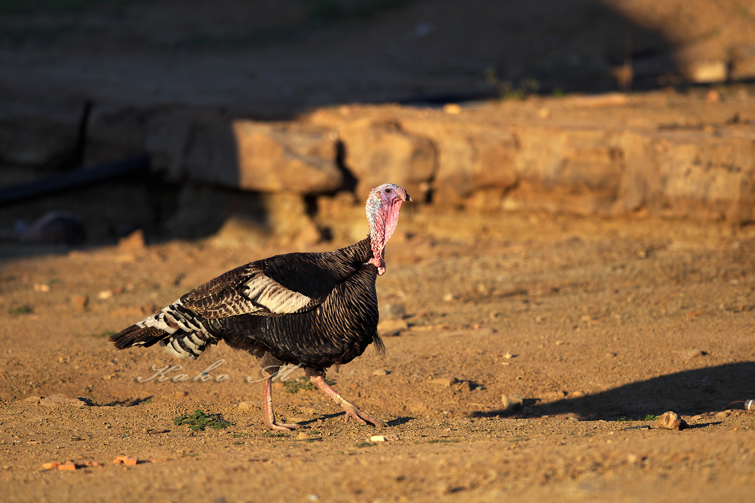 シチメンチョウ　Wild turkey_d0013455_19564530.jpg