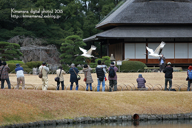 タンチョウの園内散策　「後楽園」_f0324756_921526.jpg