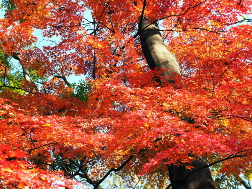 飛鳥山公園の紅葉と桜 のんびりまったり写真館 飛鳥山公園の紅葉と桜 のんびりまったり写真館