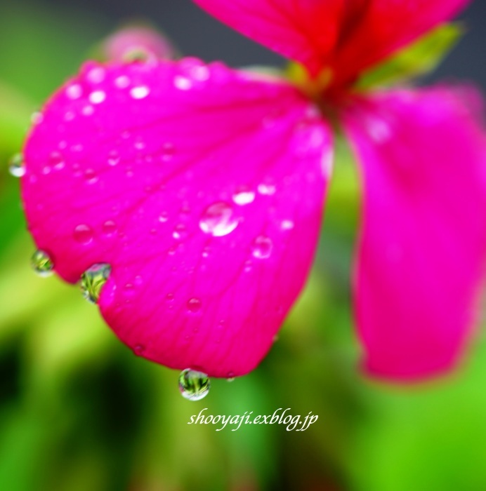 rainy day_a0333661_11285141.jpg