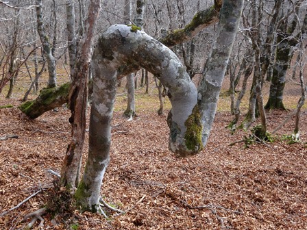 暖かい冬の山　　千石林道～瀬戸越_c0303868_8282059.jpg