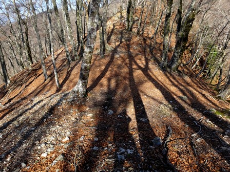 暖かい冬の山　　千石林道～瀬戸越_c0303868_873015.jpg