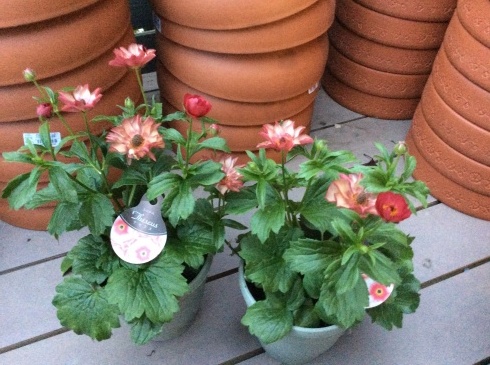 アナーセン号 今日は ピッカピカのラナンキュラス ラックス で満車 宮崎の花屋 アナーセン