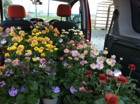 アナーセン号 今日は ピッカピカのラナンキュラス ラックス で満車 宮崎の花屋 アナーセン