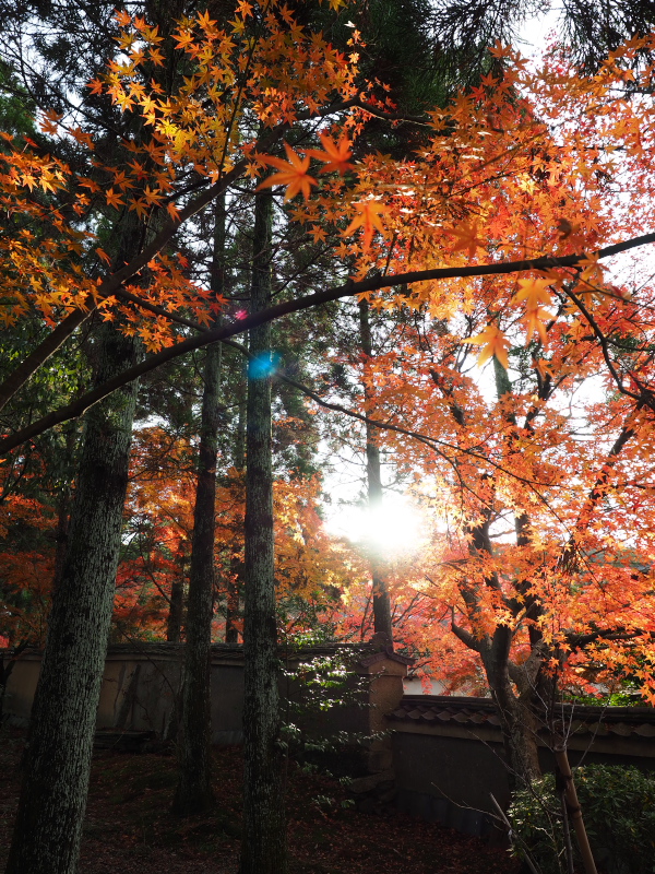 紅葉2015　　　一休寺　　　　　　　　　　　　　　　　　　　　　_f0021869_153099.jpg