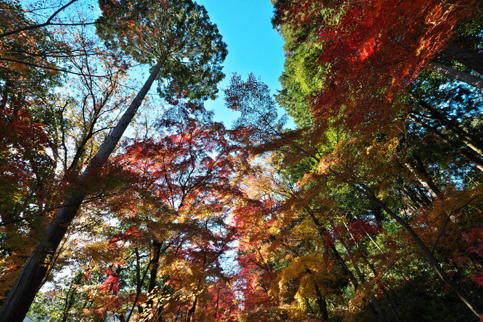 紅葉2015　　　光明寺　　　　　　　　　　　　　　　　　　　　_f0021869_23225571.jpg