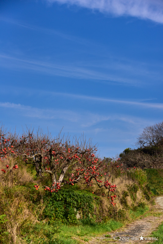 大和路晩秋2015：2：衾田の残柿_a0142976_11234451.jpg