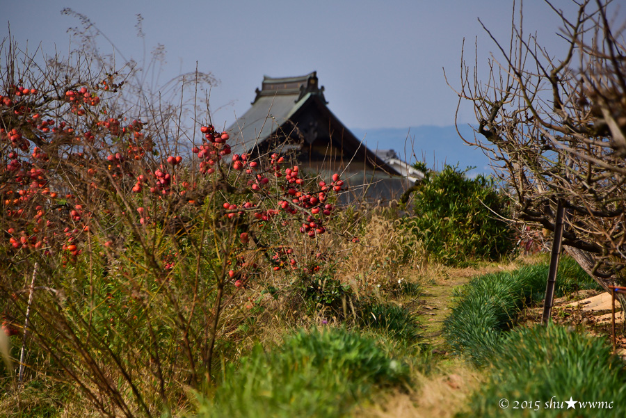 大和路晩秋2015：2：衾田の残柿_a0142976_11241359.jpg