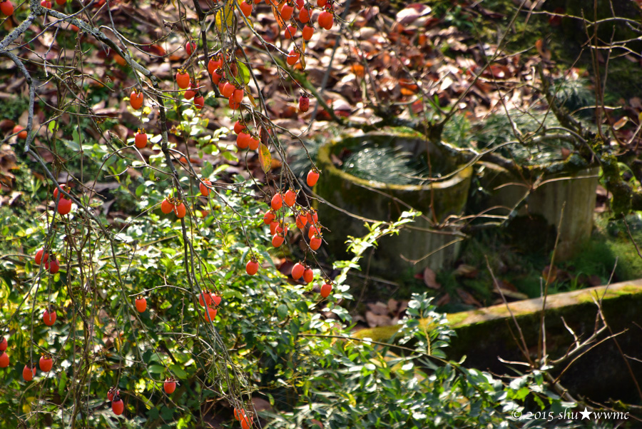 a0142976_11242278.jpg