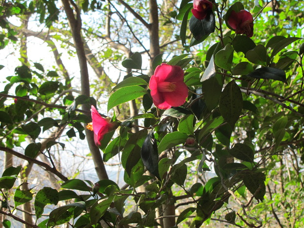 a0166196_1212778.jpg