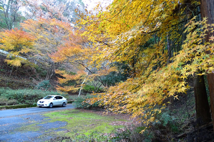 師走を飾る最後の紅葉_b0145296_16542055.jpg