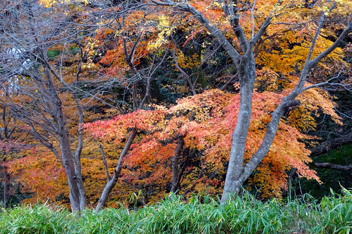 師走を飾る最後の紅葉_b0145296_16544334.jpg