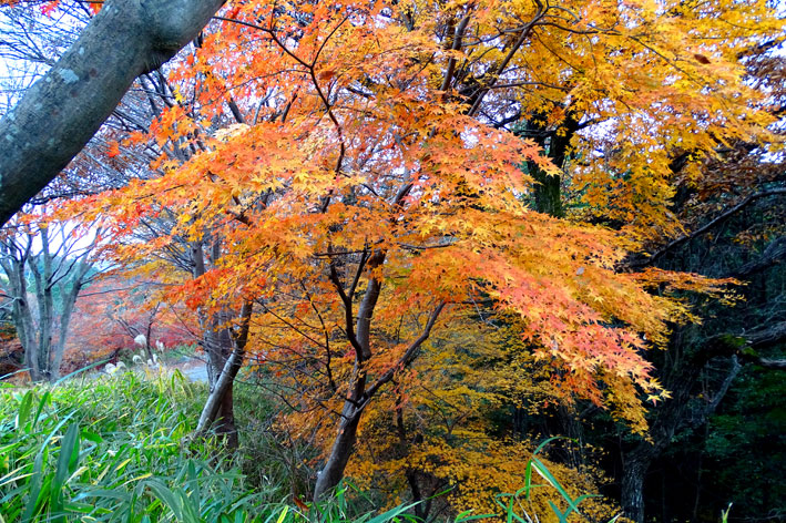 師走を飾る最後の紅葉_b0145296_16545450.jpg
