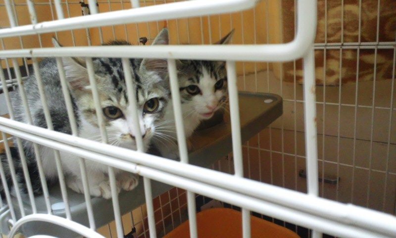 【移動先募集】センター(本所)収容猫(12/12訪問) _f0242002_23302037.jpg
