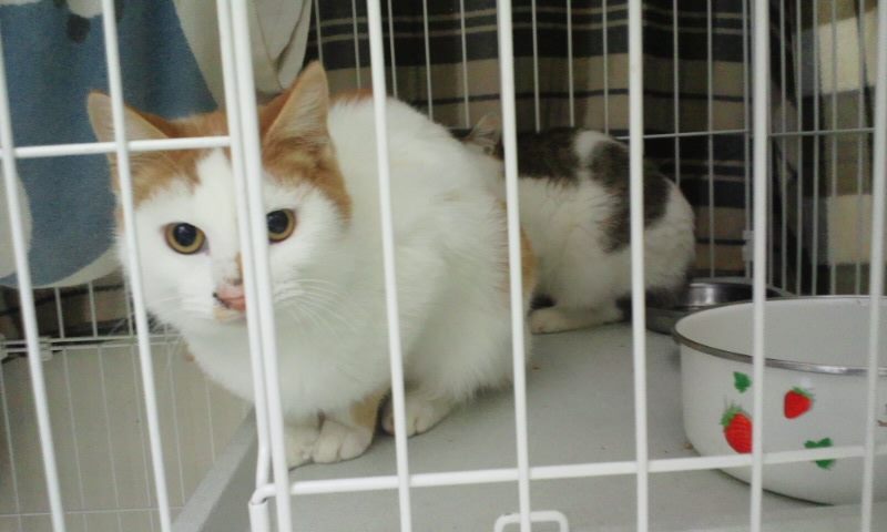 【移動先募集】センター(本所)収容猫(12/12訪問) _f0242002_2330461.jpg