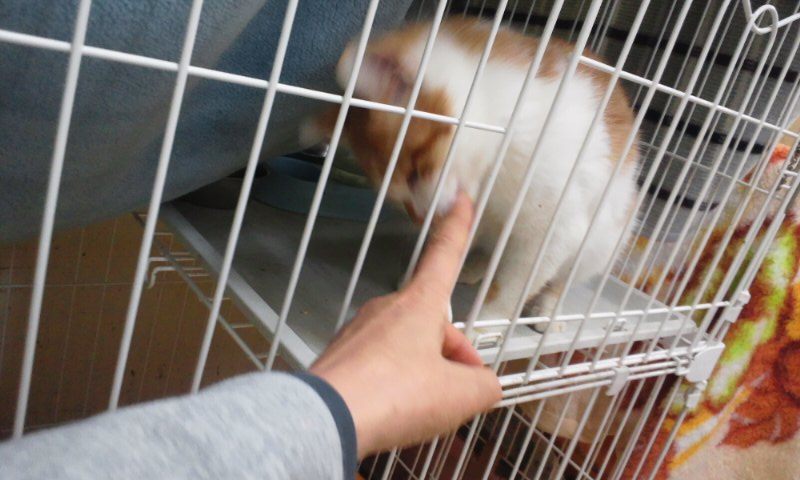 【移動先募集】センター(本所)収容猫(12/12訪問) _f0242002_2334346.jpg