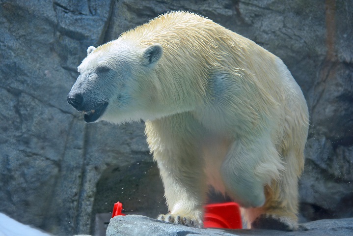 北米の過去約100年間の飼育下のホッキョクグマ出産記録が語ること(2) ~ 出産のピークは何日頃?_a0151913_2248291.jpg