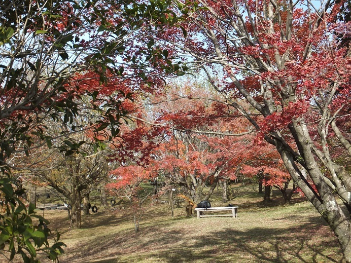 田舎のイルミネーション　　最後の紅葉_a0126618_20211275.jpg