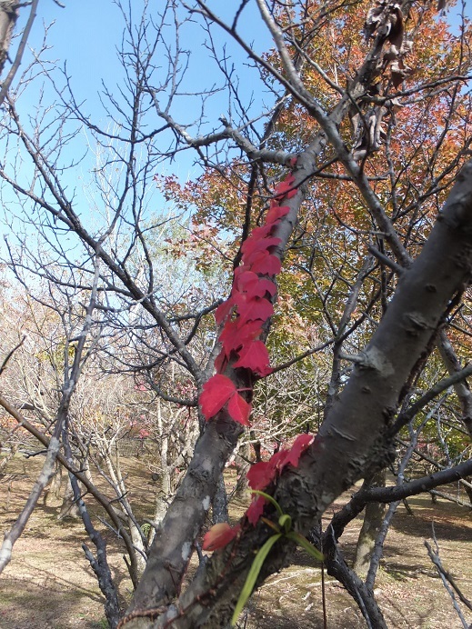 田舎のイルミネーション　　最後の紅葉_a0126618_20291958.jpg