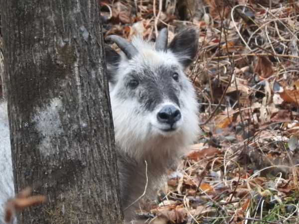 野生動物出没注意!!どうぶつのあしあと展示、はじめました。_b0174425_13551135.jpg