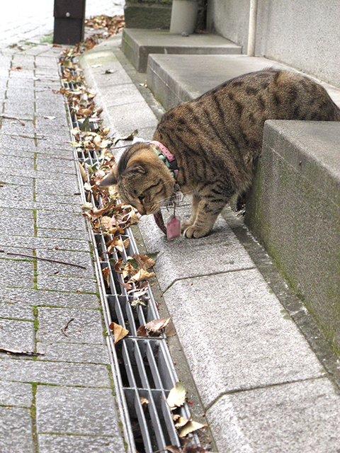 ねこ、　真剣に悩む　　2015/12/15-thu_f0031535_18594913.jpg