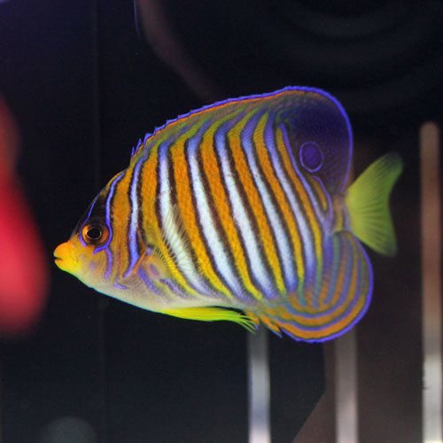 オージー便アップ済み!海水魚入荷!_d0221436_2031563.jpg