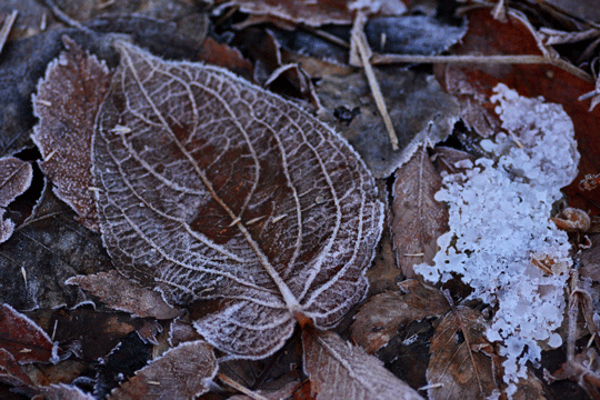c0093046_1774913.gif
