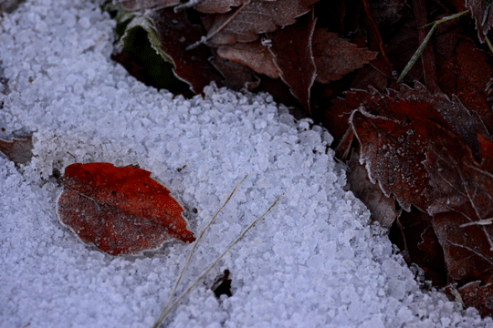 c0093046_178592.gif