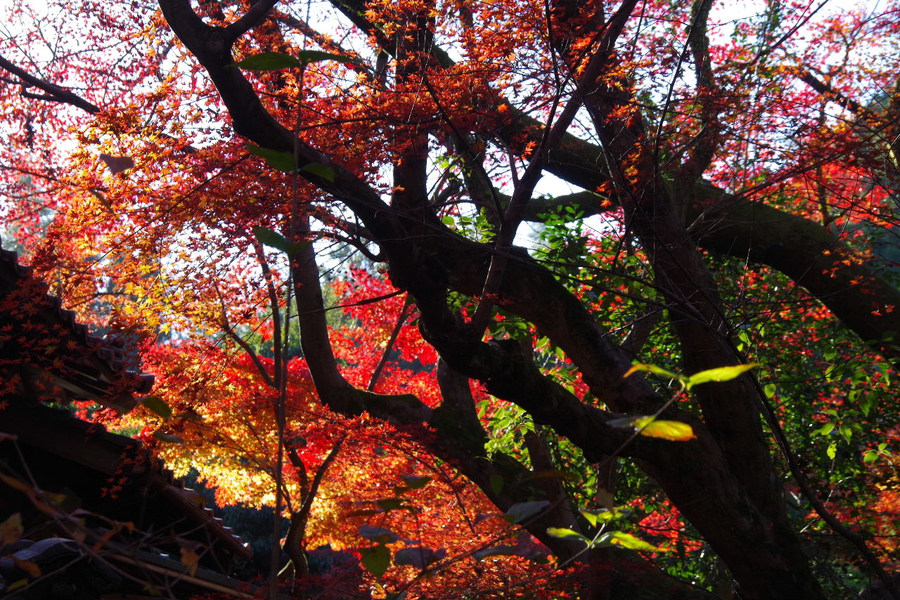 秋月散策　（１）　眼鏡橋、杉の馬場、黒門、垂裕神社_c0011649_23511028.jpg