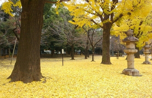 銀杏の絨毯@靖国神社_a0004752_09544458.jpg