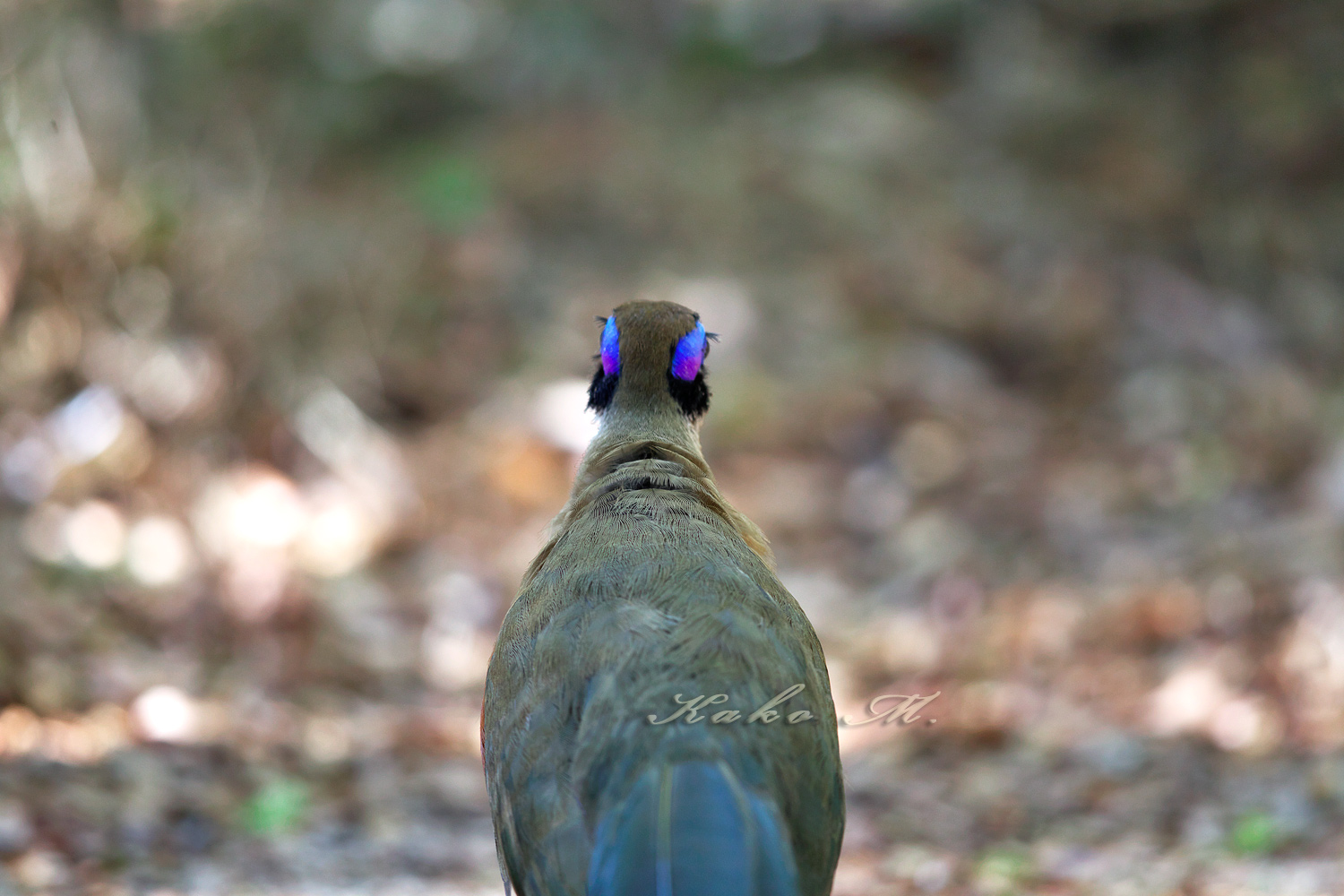 ※オニジカッコウ　Giant Coua_d0013455_16162898.jpg